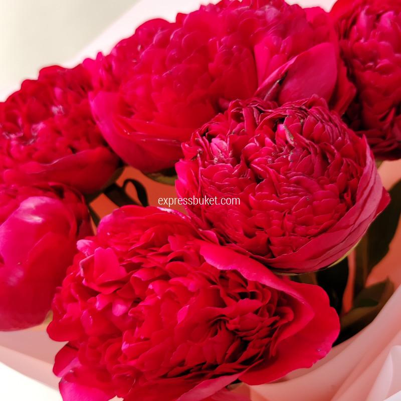 Букет из 7 алых пионов