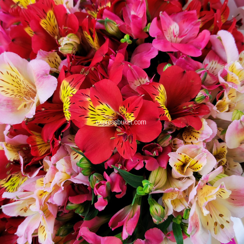 Букет ярких альстромерий